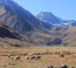Owce w Dolinie Truso
